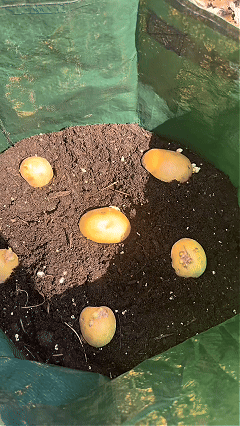 🥔 10 Gallon Potato Grow Bags (Set of 3) – Easy Harvest Flap 🌱