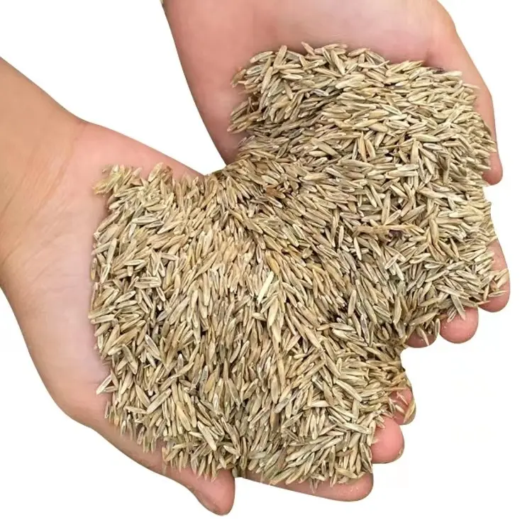 🎉Up to 50% off-Low-Maintenance, Drought and Cold-Resistant, Low-Growing Lawn Seeds