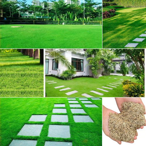 🎉Up to 50% off-Low-Maintenance, Drought and Cold-Resistant, Low-Growing Lawn Seeds