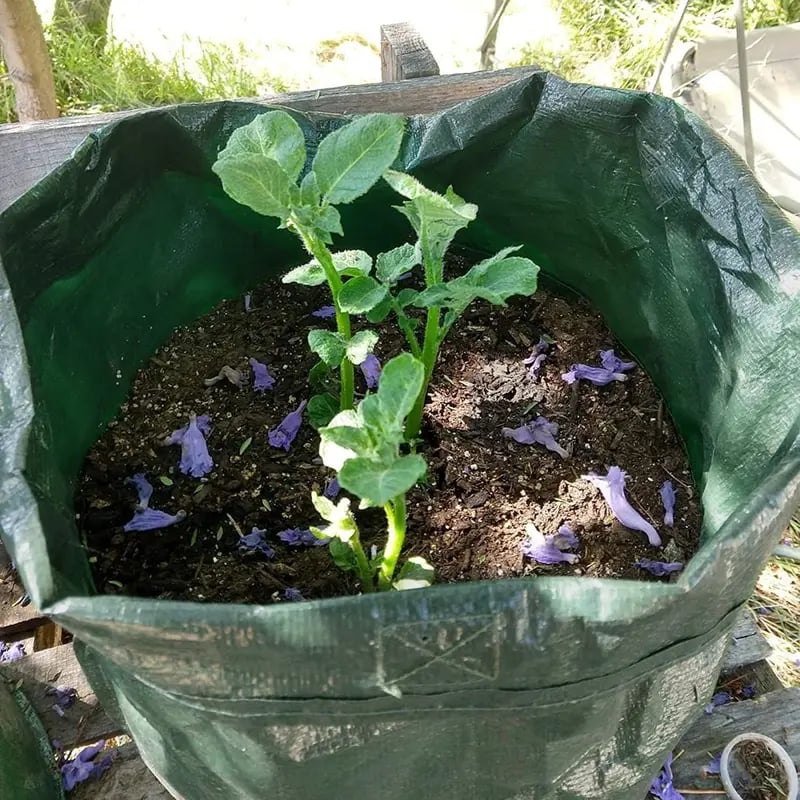 🥔 10 Gallon Potato Grow Bags (Set of 3) – Easy Harvest Flap 🌱