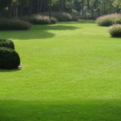 🎉Up to 50% off-Low-Maintenance, Drought and Cold-Resistant, Low-Growing Lawn Seeds