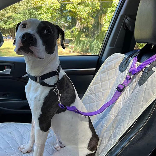💐50% OFF! Car Safety Harness – Anti-Strangle Elastic Belt 🐶✔️【Limited Offer】