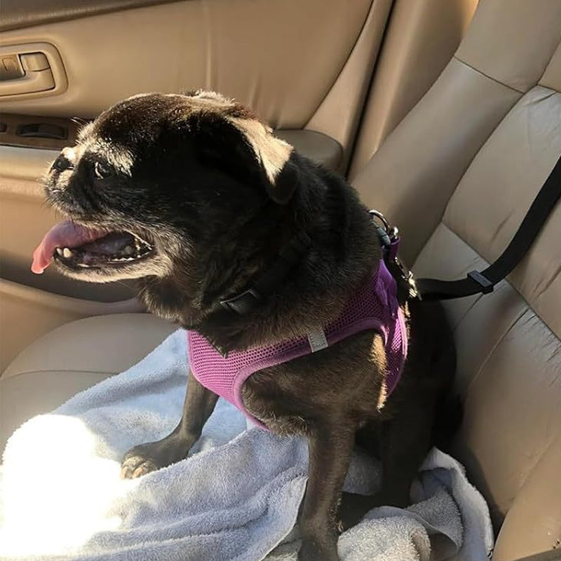 💐50% OFF! Car Safety Harness – Anti-Strangle Elastic Belt 🐶✔️【Limited Offer】